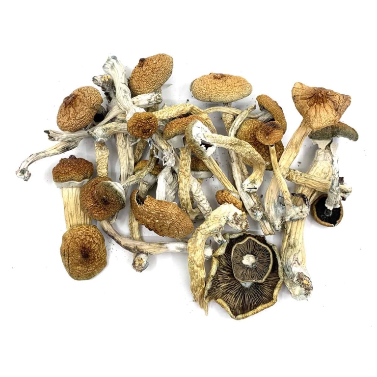 psychedelic mushrooms for sale