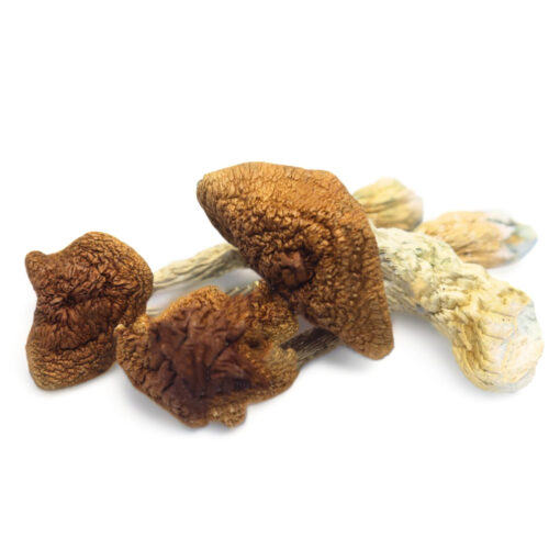 psilocybin mushrooms for sale